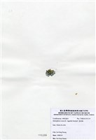藏品(寬珊藻)的圖片